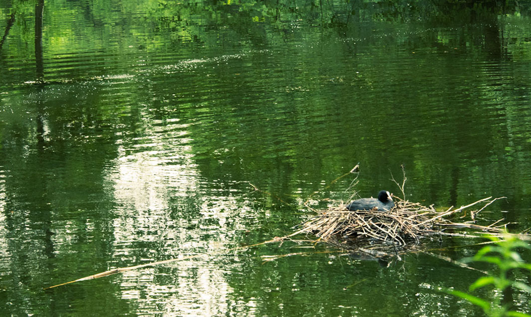 brütender Vogel auf dem Wasser