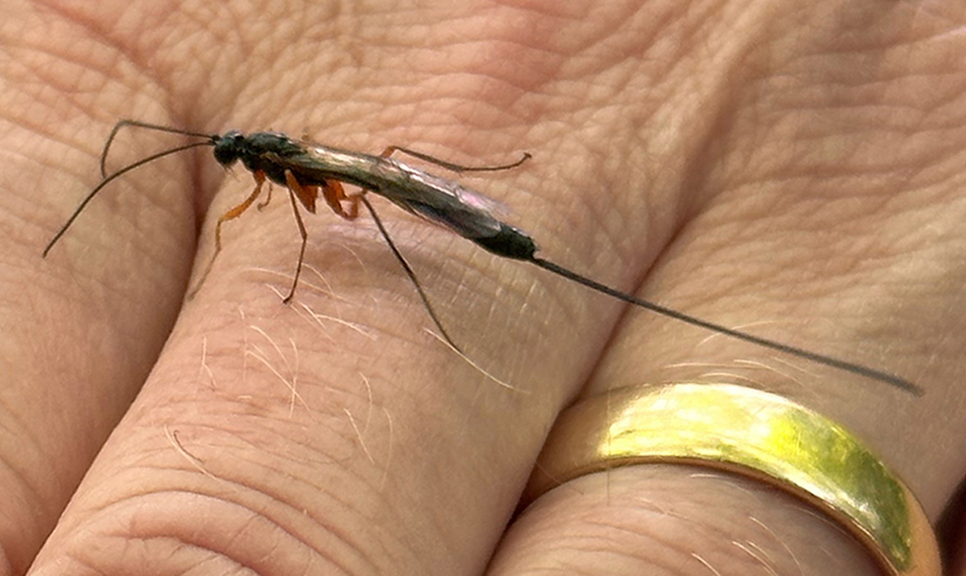 Insekt auf einer Hand mit goldenem Ring