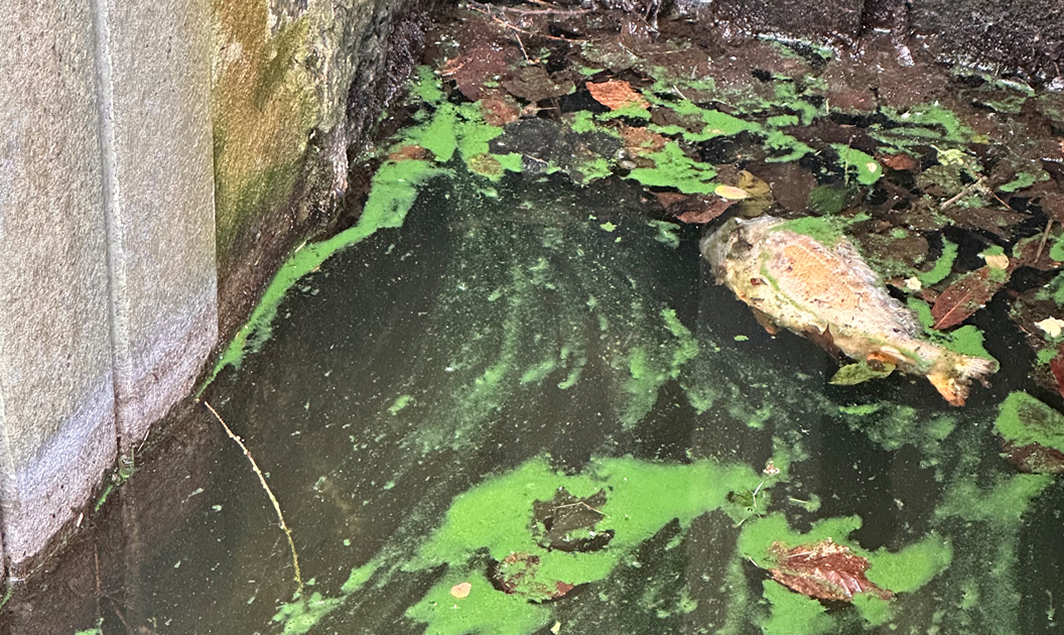 Toter Fisch im Teich-Auslauf mit Cyanobakterien