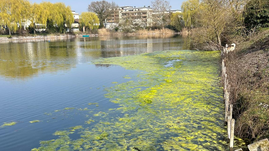 Der Russenweiher im April 2025
