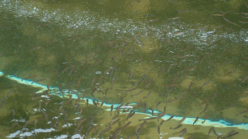 Les alevins croisent la ligne d'aération Drausy® - on voit une trace de bulles perlées à la surface