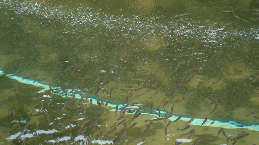 Sauerstoffversorgung für Fische: Jungfische schwimmen quer über den Drausy® Systemschlauch - man sieht die Belüftungsspur an der Oberfläche