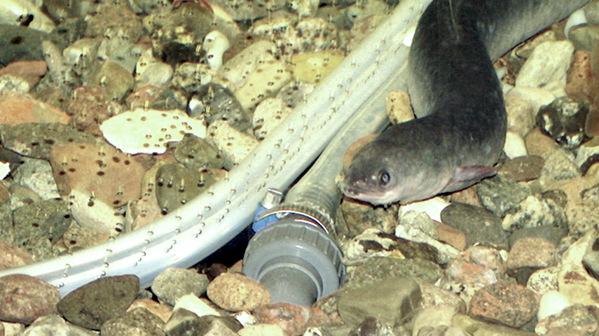 Fisch und Technologie im Aquarium