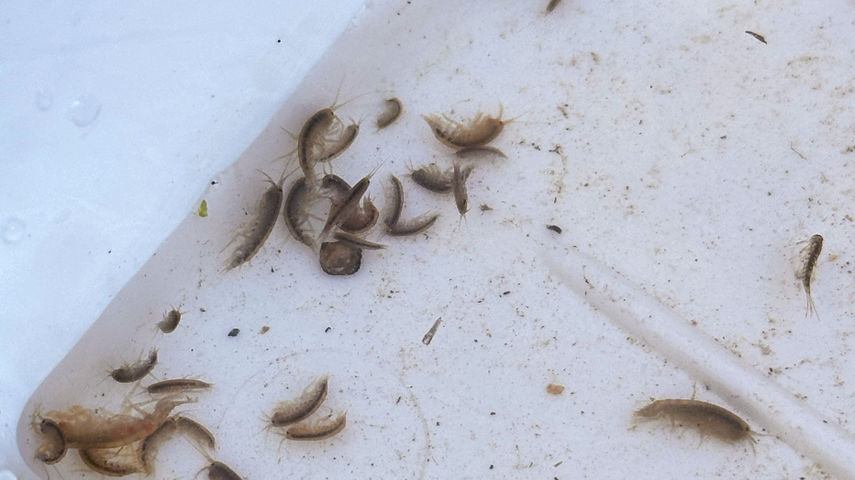 Förderung der Bodenlebewesen - z.B. Kleinstlebewesen Invertebraten