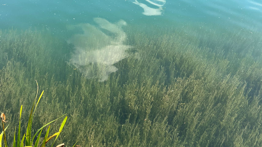 Prozessbasierte Milieuregulation im Sediment-Wasser-Übergangsraum