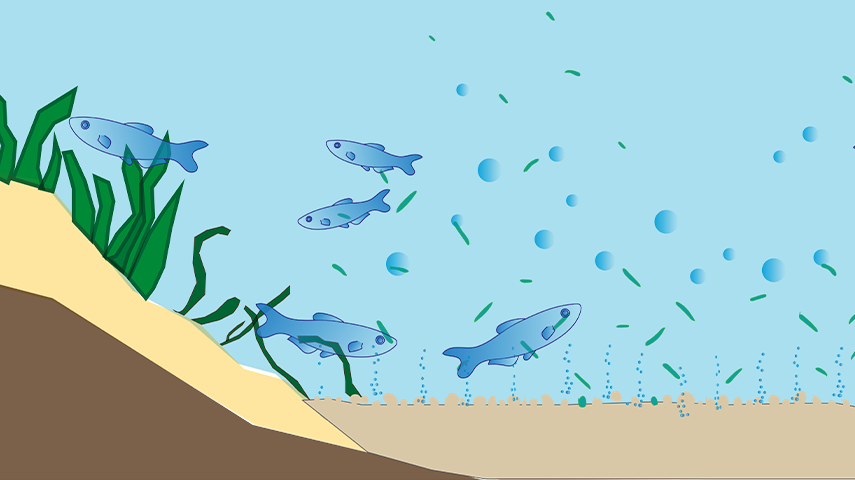 stabile aerobe Gewässerstruktur mit Natur