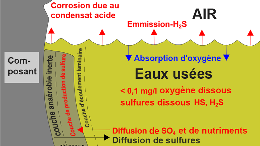 Représentation schématique des processus dans les égouts: Représentation de l'état anaérobie - Depuis l'aération avec Drausy, le problème des odeurs est résolu.