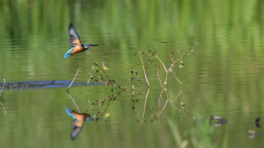 Ein Eisvogel fliegt nahe über der Gewässeroberfläche - der Vogel spiegelt sich im Wasser, Wasserpflanzen ragen aus dem See