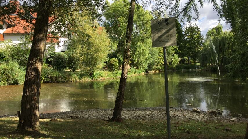 Blick auf den ausgetrockneten Uferbereich in Deidesheim (Parksee) -  im Vordergrund sieht man Bäume und eine Infotafel