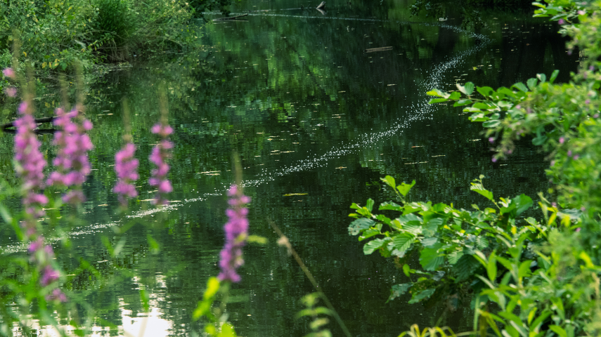 Gewässerbelüftung Drausy Professional als Blasenspur im Schlosspark Charlottenburg - blühende Pflanzen im Vordergrund - eine hohe Artenvielfalt im gesamten Uferbereich