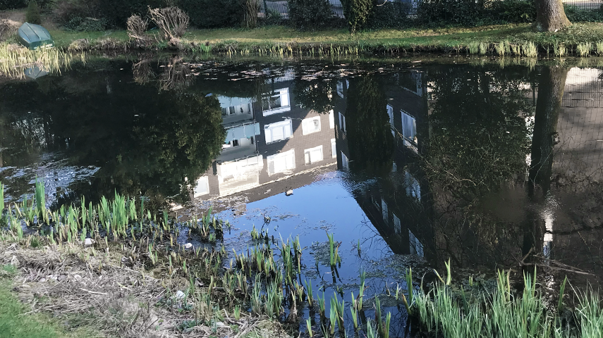 View of natural pond in a residential complex - the unique pond biotope is kept in balance by Drausy® aeration.