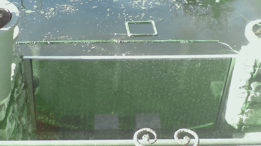 Vue d'un étang de jardin privé avec aération linéaire - l'étang a été aménagé de manière à ce que les bulles soient visibles sur le bord comme dans un aquarium.