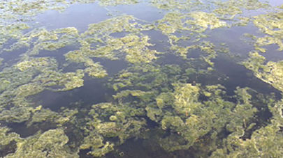 Algae in the pond can be prevented by Drausy