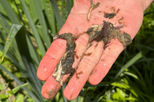 Faulschlamm auf der Hand - Beispiel für Biofilm im See
