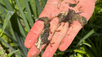 Faulschlammprobe aus dem Teich – typisches Beispiel für Biofilm und anaerobe Zersetzung am Gewässergrund