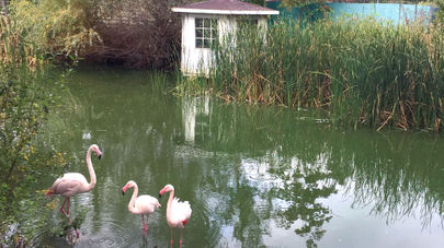 Flamingoteich Berlin Schönefeld Teichentschlammung Blaualgen im See bekämpfen