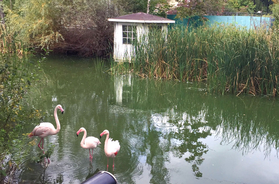 Flamingoteich Berlin Schönefeld Teichentschlammung Blaualgen im See bekämpfen