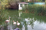 Flamingoteich Berlin Schönefeld Teichentschlammung Blaualgen im See bekämpfen