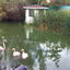 Flamingoteich Berlin Schönefeld Teichentschlammung Blaualgen im See bekämpfen