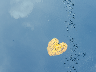 You can see a fine trail of air bubbles, which is caused by the basic aeration in the depth. A heart-shaped yellow leaf floats on the surface.