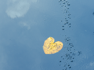 You can see a fine trail of air bubbles, which is caused by the basic aeration in the depth. A heart-shaped yellow leaf floats on the surface.