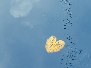 Drausy® Professional: On peut voir une fine trace de bulles d'air, qui est due à l'aération de fond en profondeur. Une feuille jaune en forme de cœur flotte à la surface.