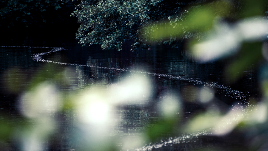Fine traînée de bulles d'air à la surface d'un étang